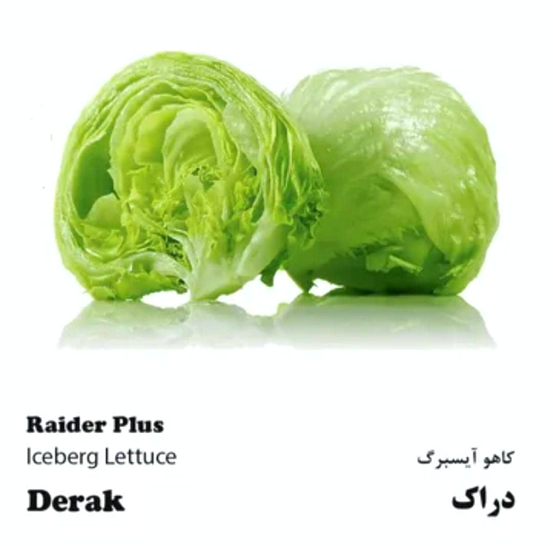 Iceberg lettuce